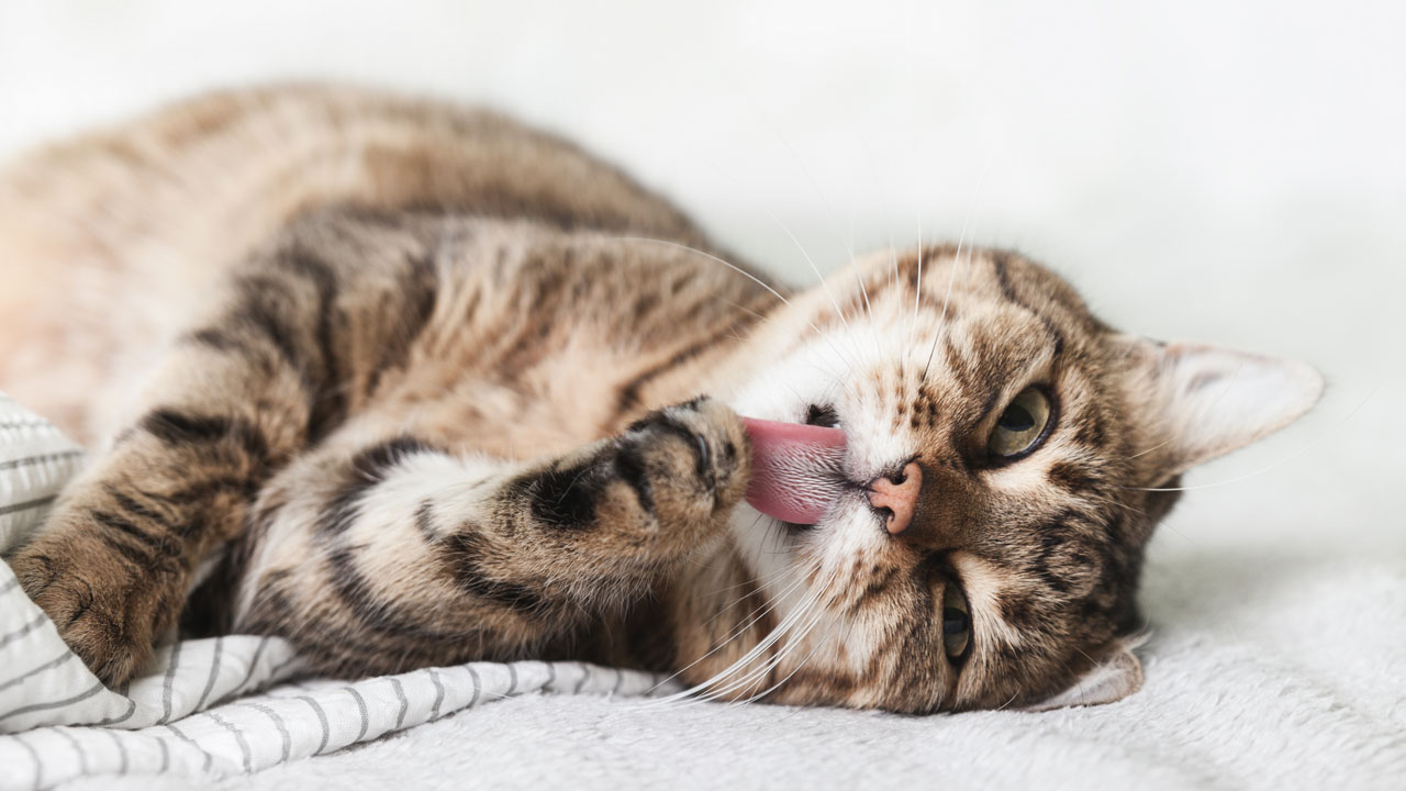 VET CBD &Ouml;l f&uuml;r kleine Tiere