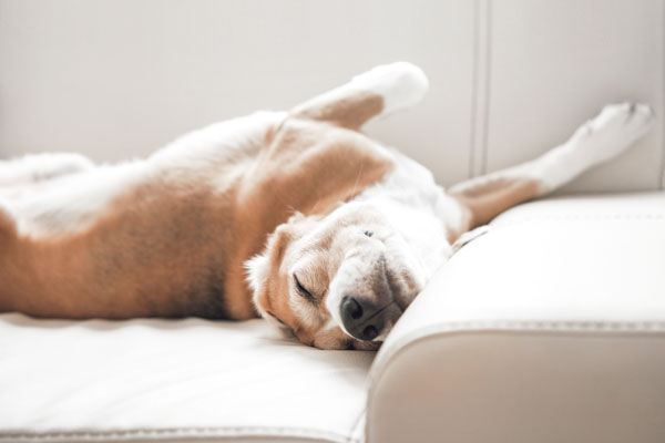 F&uuml;r Hunde jeden Alters