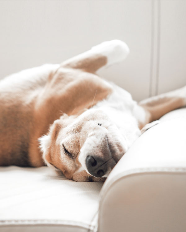 Hundepflege mit Hanf&ouml;l