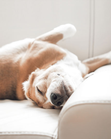 Sch&ouml;nes Fell durch Pflanzenkraft