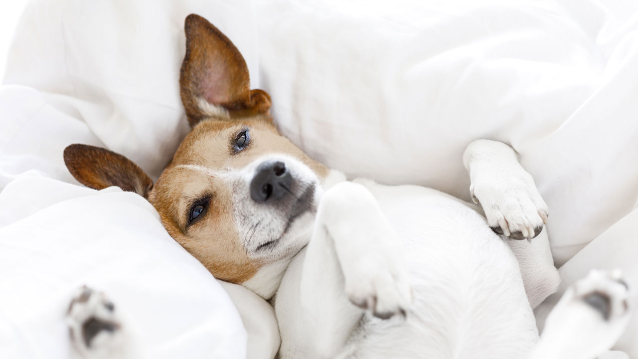 Effektive Unterst&uuml;tzung sowie Schutz mit MSM