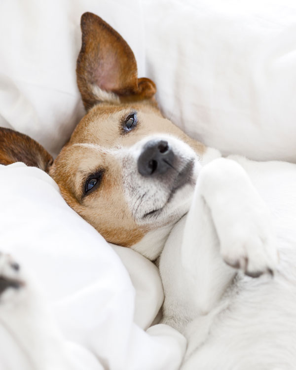 Nat&uuml;rlicher Kr&auml;uterbalsam f&uuml;r Hunde & Katzen