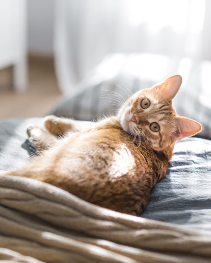 Heilmoor zur Entgiftung Heilmoor zur Entgiftung