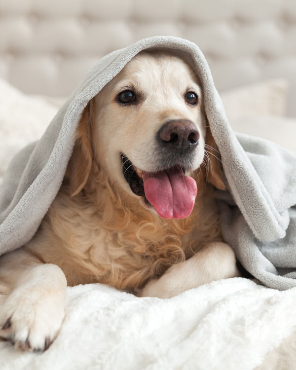 F&uuml;r alle Hunderassen