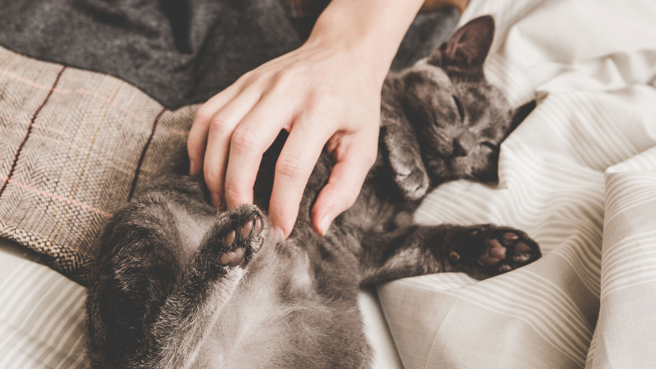 F&uuml;r ein gl&auml;nzendes Fell