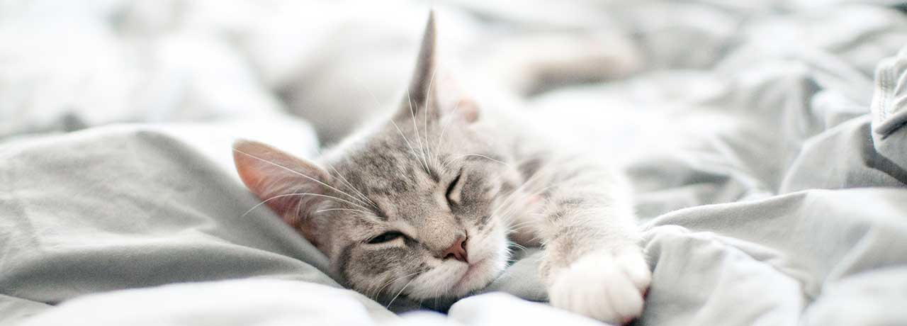 Neue Studie: Wie die F&uuml;tterung die Effekte von CBD bei Katzen beeinflusst