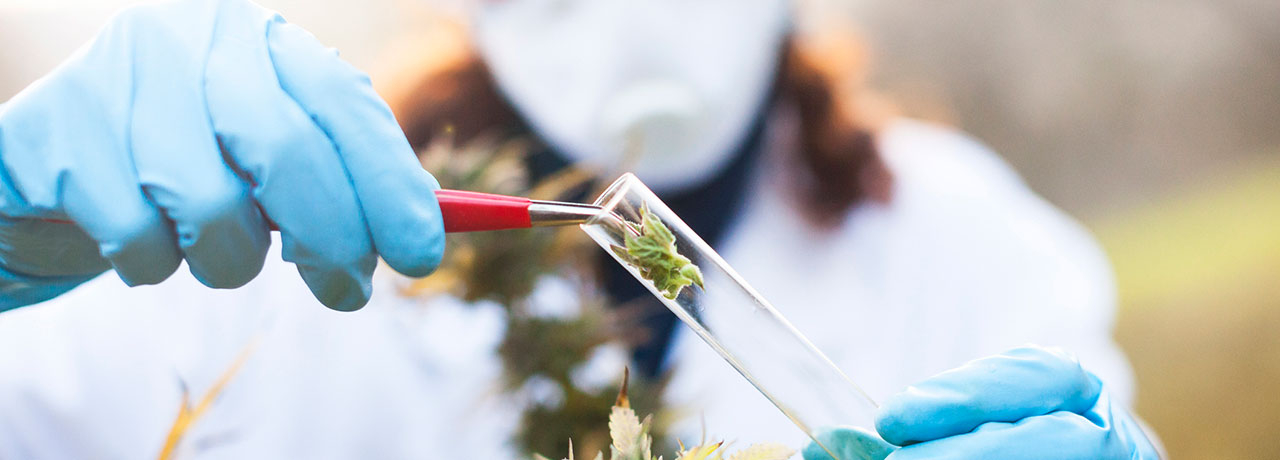 THCV &ndash; ein Cannabinoid mit therapeutischem Potenzial?