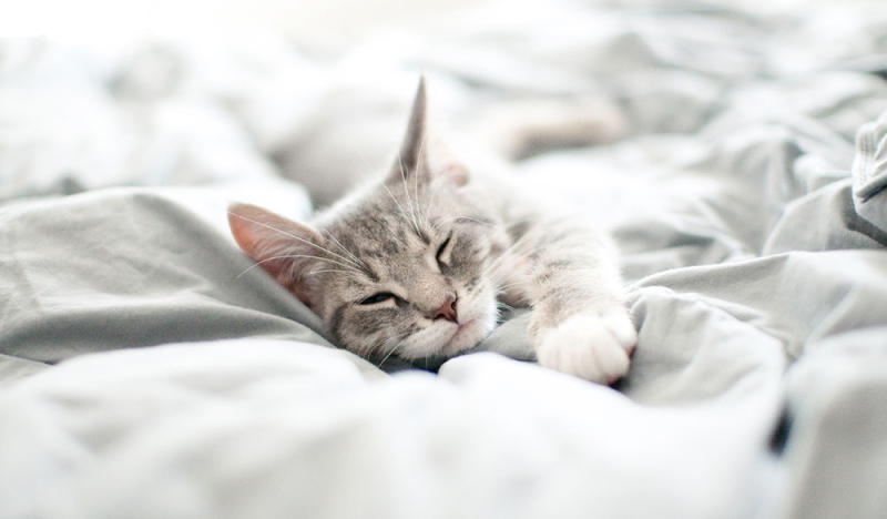 Neue Studie: Wie die F&uuml;tterung die Effekte von CBD bei Katzen beeinflusst