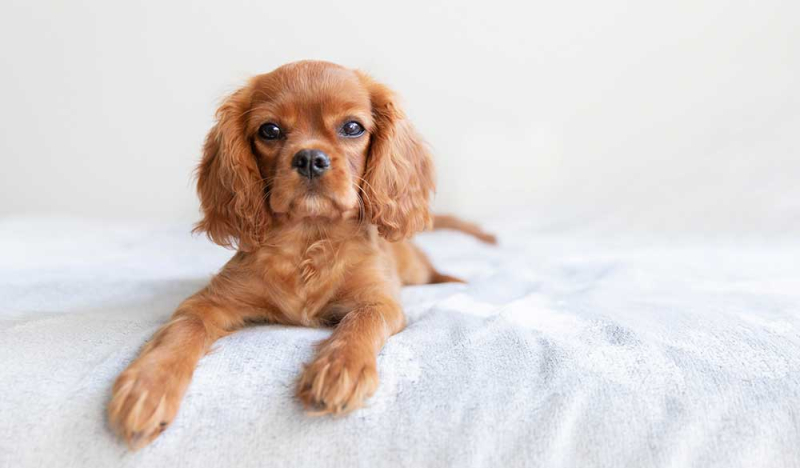 Analyse zeigt: Gestresste Hunde k&ouml;nnen von CBD profitieren