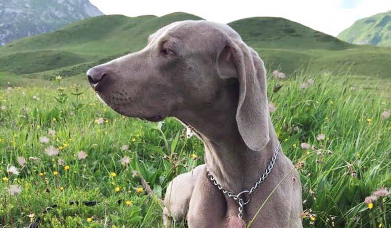 Pflanzenkraft als Alternative - CBD f&uuml;r Tiere