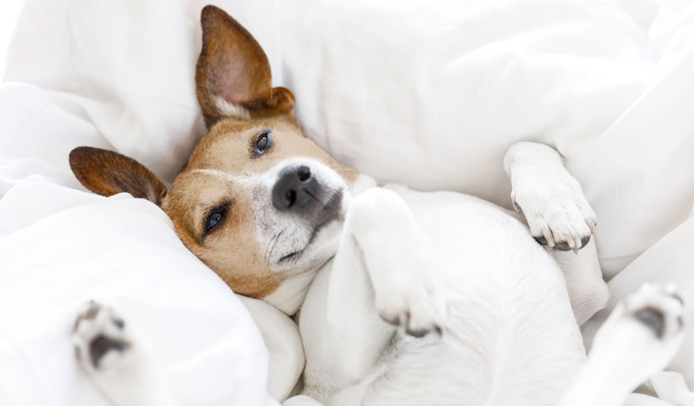 Anwendung von Bio CBD Öl bei Hunden und Katzen Anwendung von Bio CBD Öl bei Hunden und Katzen