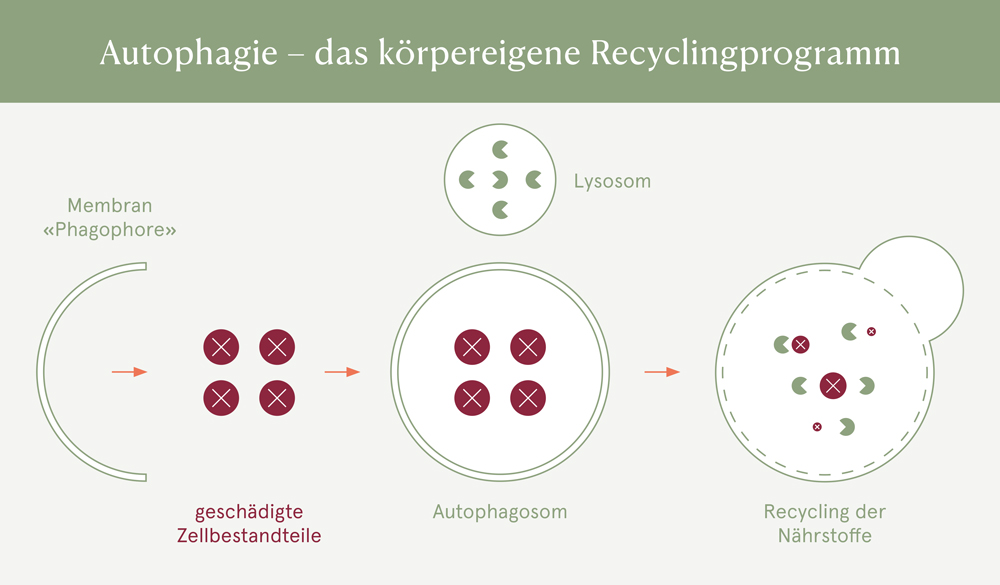 Autophagie - das k&ouml;rpereigene Recyclingprogramm