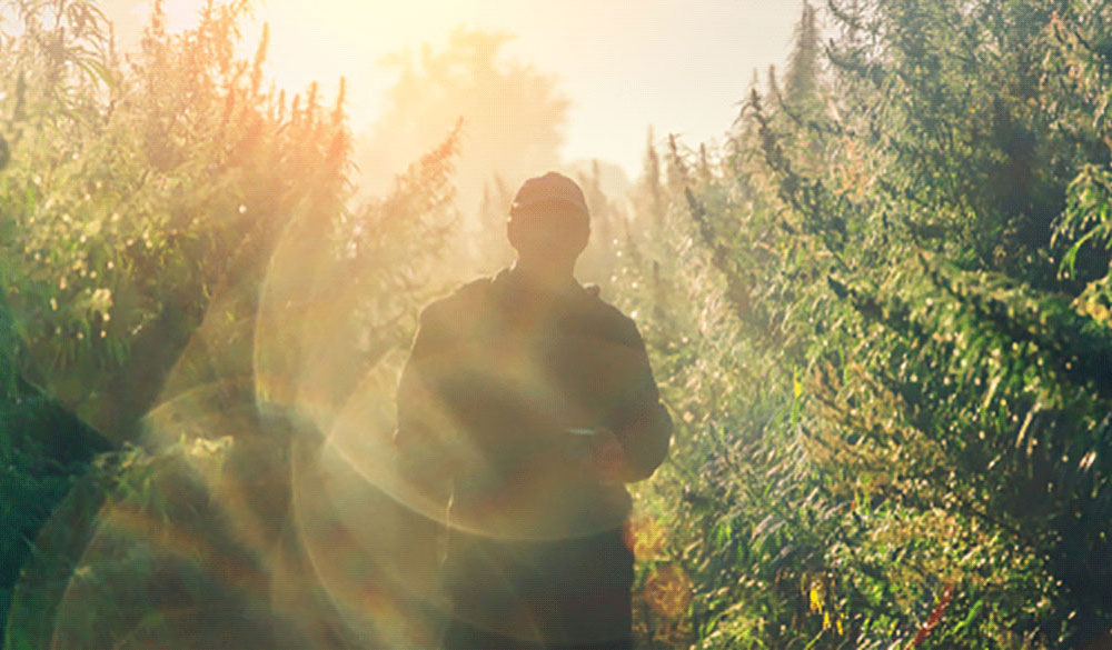Rechtliche Risikos beim THC Konsum Rechtliche Risikos beim THC Konsum