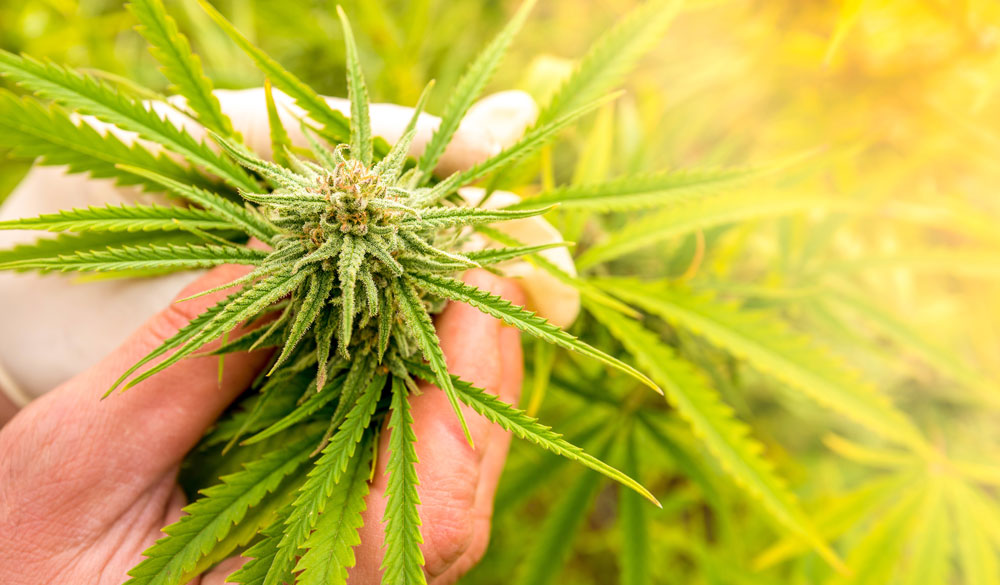 Wo ist THC (Tetrahydrocannabinol) enthalten? Wo ist THC (Tetrahydrocannabinol) enthalten?